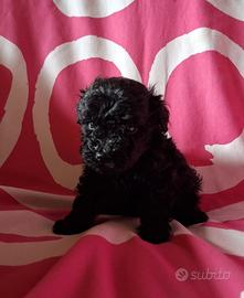 Cuccioli Barboncino Nero Toy