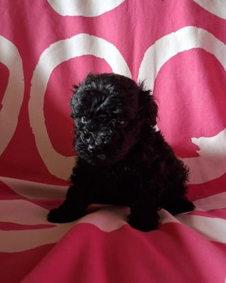 Cuccioli Barboncino Nero Toy