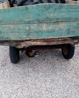carretto rimorchietto