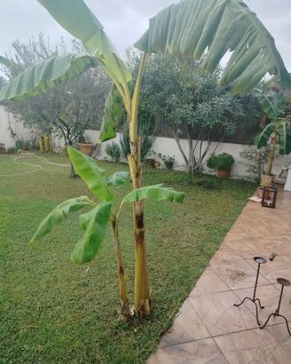 pianta Banano/Platano