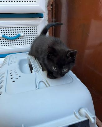 Gattino da amare