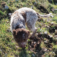 Lagotto romagnolo