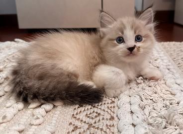 Cucciolo Ragdoll Udine maschio