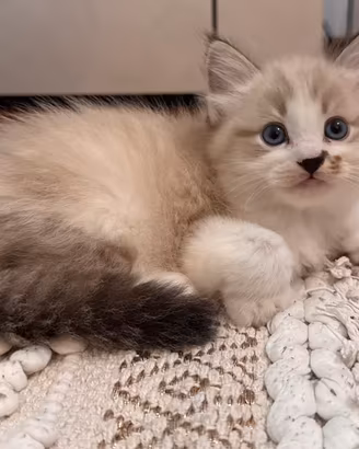 Cucciolo Ragdoll Udine maschio
