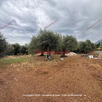 Terreno, Termini Imerese.