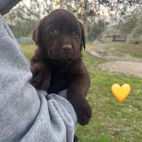 Cuccioli labrador