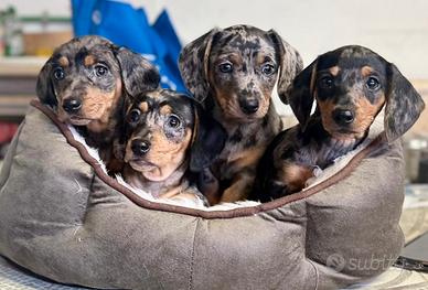 Cuccioli di bassotti Arlecchino