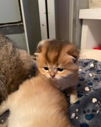 Scottish fold e straigth