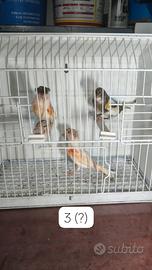 Canarini Allerchino Portoghese