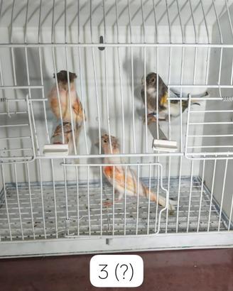 Canarini Allerchino Portoghese