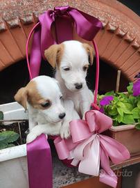 Meravigliosa cucciolata di jack Russell terrier