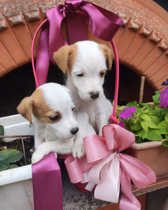 Meravigliosa cucciolata di jack Russell terrier