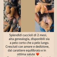 Vendita cuccioli pastore tedesco