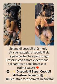 Vendita cuccioli pastore tedesco