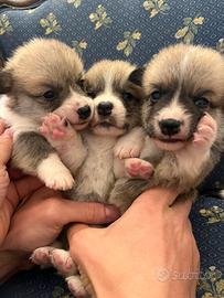 Ultimi cuccioli MASCHI di CORGI