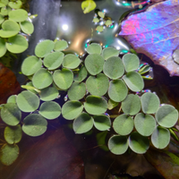 Salvinia cucullata pianta galleggiante x acquario