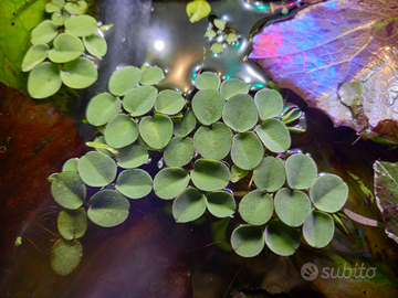 Salvinia cucullata pianta galleggiante x acquario