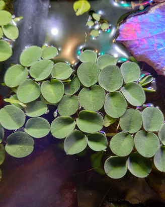Salvinia cucullata pianta galleggiante x acquario
