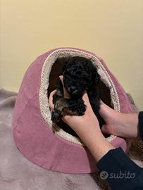 Barboncino toy phantom