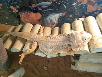 Drago barbuto