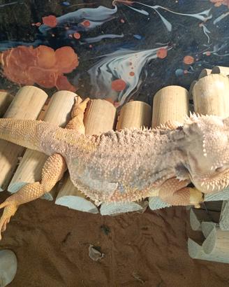 Drago barbuto