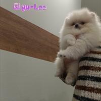 Pomerania femmina bianca