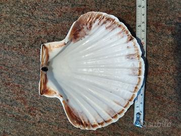 Capesante o conchiglie di San Giacomo