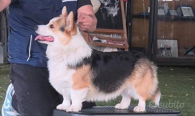 Stallone welsh corgi pembroke per monta