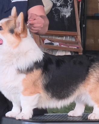 Stallone welsh corgi pembroke per monta
