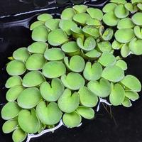 Salvinia Cucullata per acquario