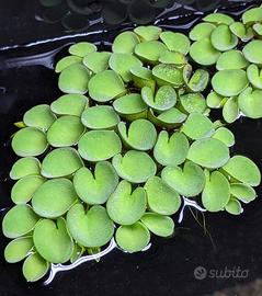 Salvinia Cucullata per acquario