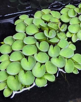 Salvinia Cucullata per acquario
