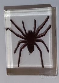 Tarantola gigante in plexiglass