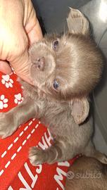 Maschietto chihuahua pelo lungo