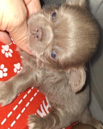 Maschietto chihuahua pelo lungo