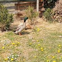 Anatre corrottici indiane