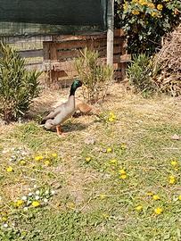 Anatre corrottici indiane