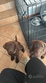 Cuccioli di labrador Marrone
