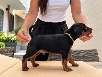 Cuccioli pinsher nano