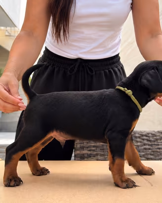 Cuccioli pinsher nano