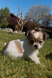 Cucciolo chihuahua