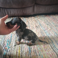 Cuccioli di bassotto