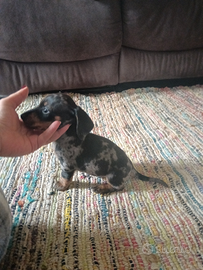 Cuccioli di bassotto