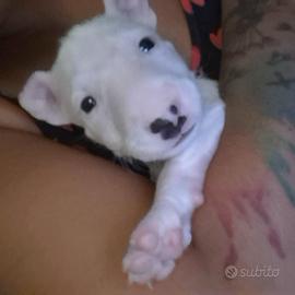 Bull terrier standard
