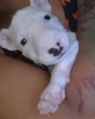 Bull terrier standard