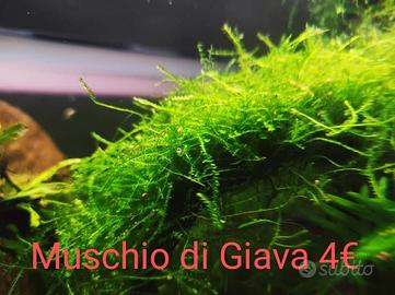Piante per acquario Muschio ed Egeria Densa