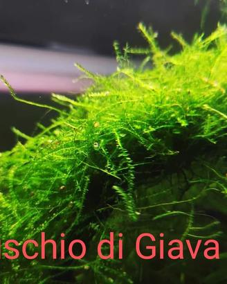 Piante per acquario Muschio ed Egeria Densa