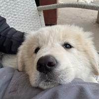 Cucciolo di pastore maremmmano