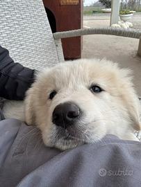 Cucciolo di pastore maremmmano