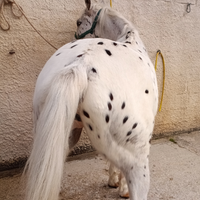 Cavallo Appalosa Leopard